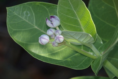 Calotropis procera